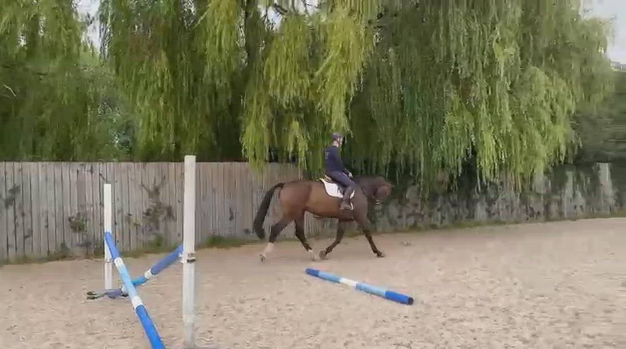 Super allrounder family horse