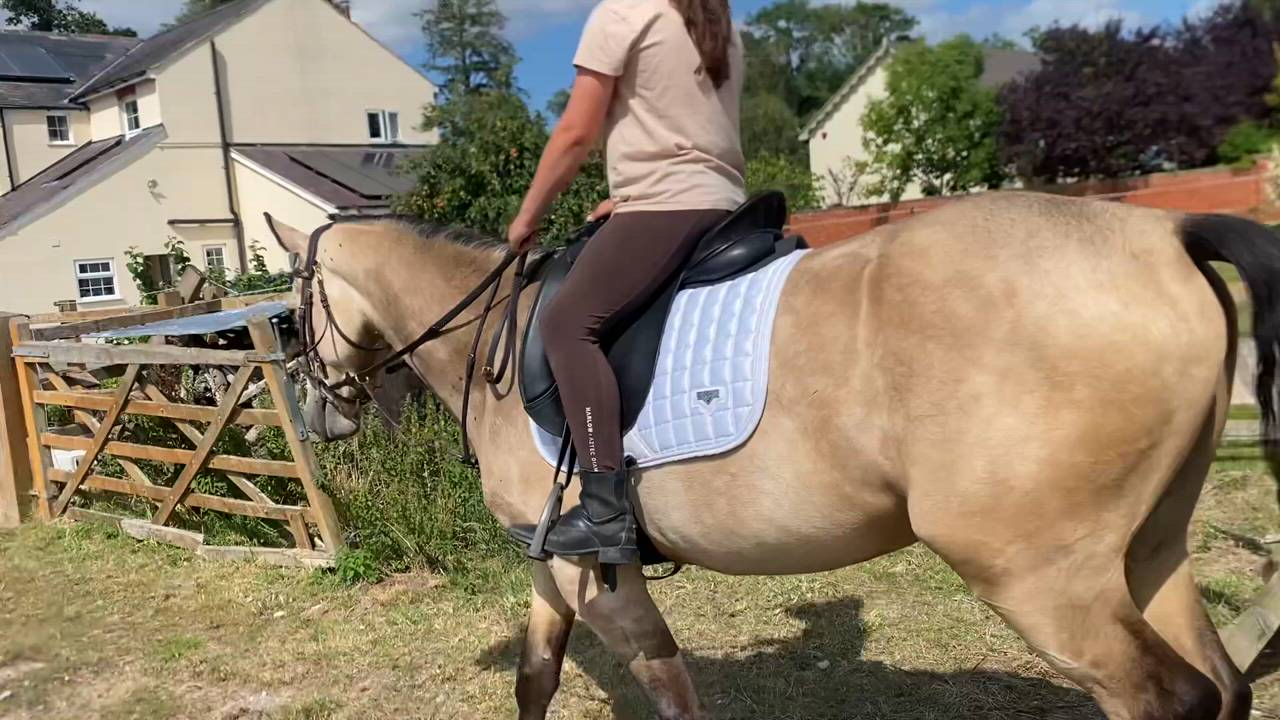 Over height Connemara gelding 3yo
