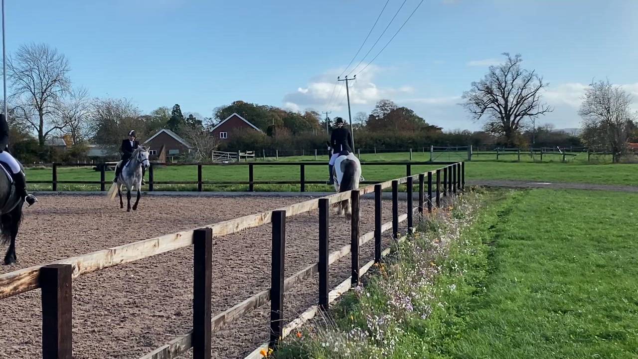 Super sweet gelding, the ultimate all rounder.