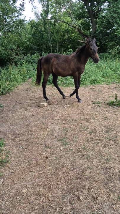 Throughbred national hunt yearling 