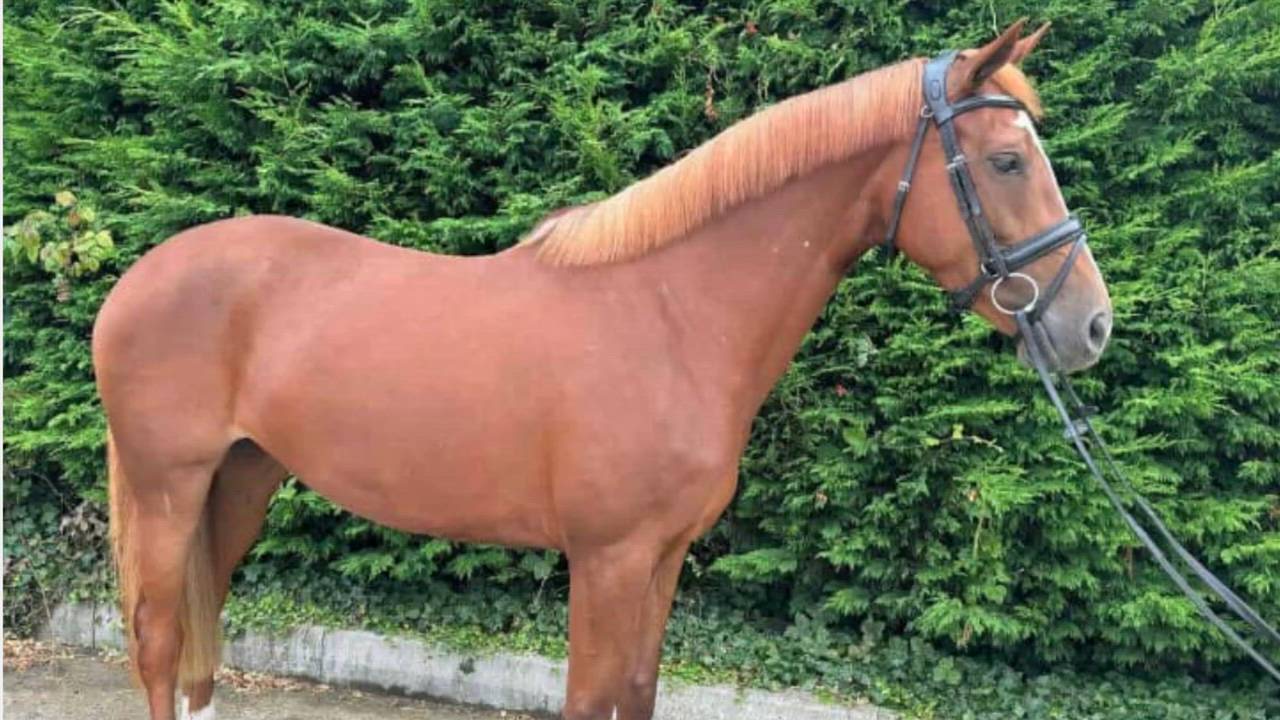 Stunning 16hh 7 year old Anglo European Mare
