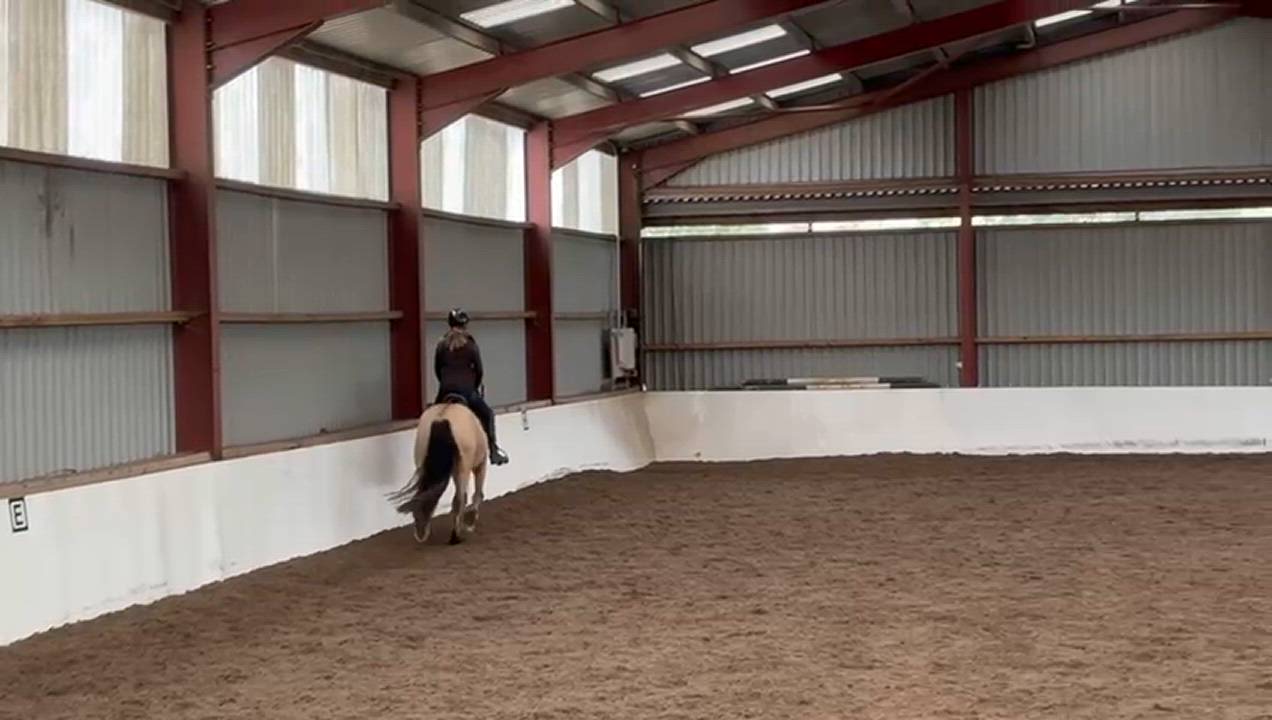 15.1hh dun irish gelding