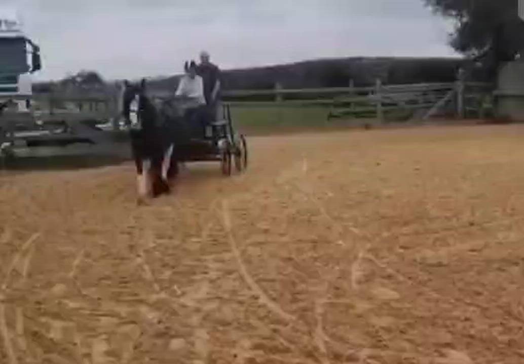 Special ride & drive mare 