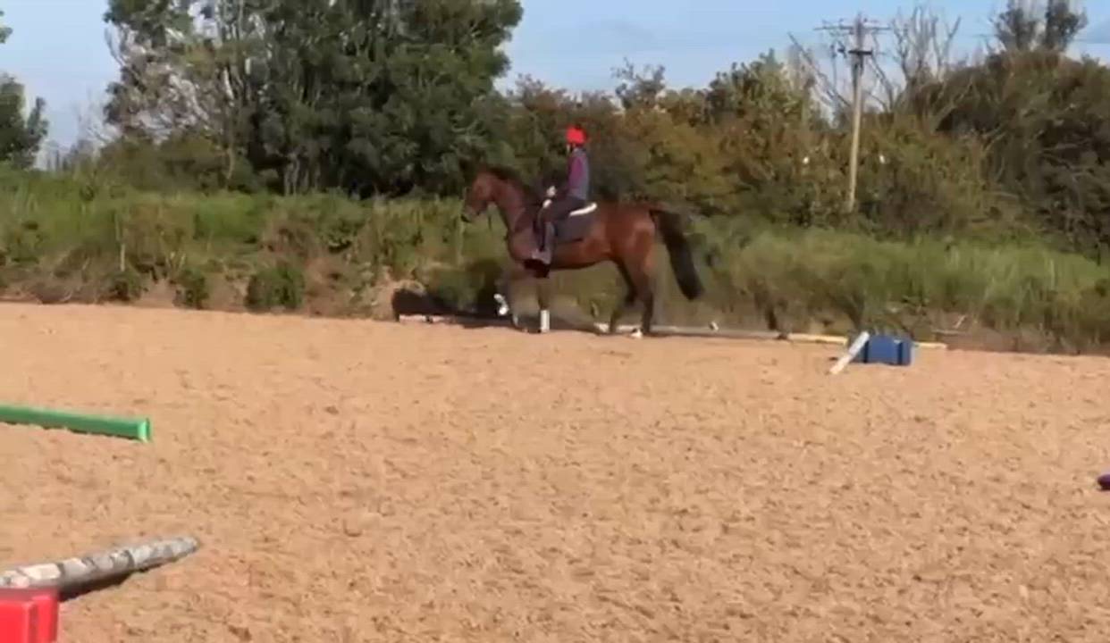 Smart ISH with Scope and Temperament