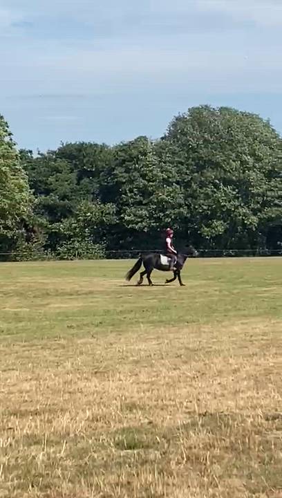 Quality Fell Pony Mare (2018, 13.3hh)