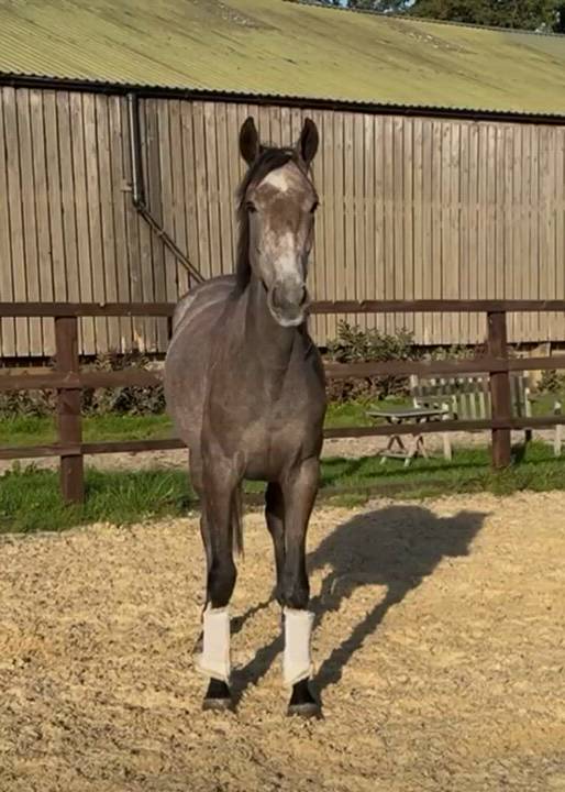 Flashy Dark Grey Filly – Event Type