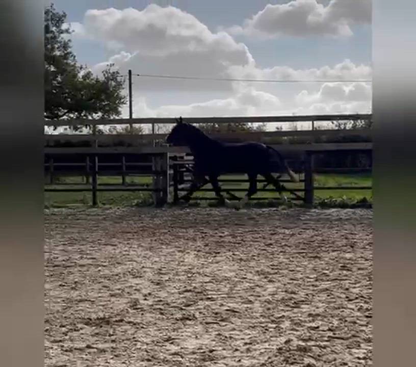 Future Star – Eventing, Showjumping by Jacadello