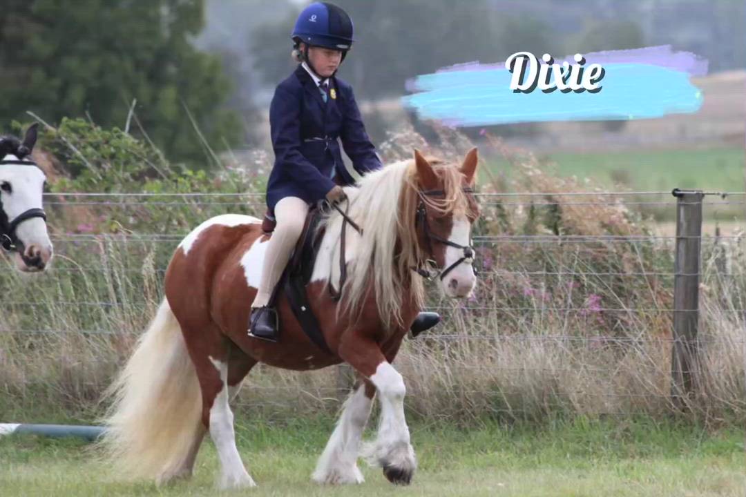Beginners pony/ Low level Pony Club pony/ allrounder/ Lead rein