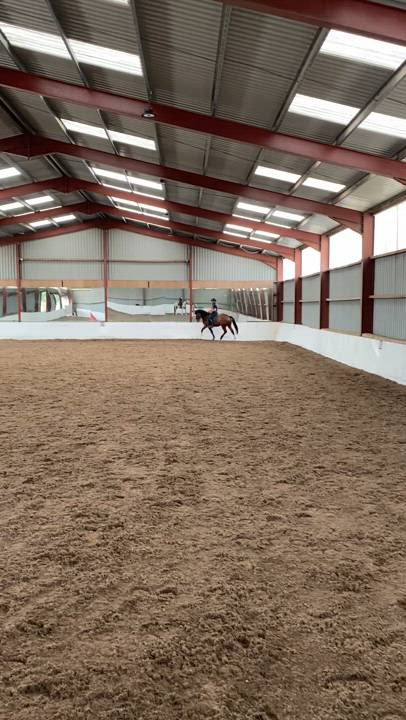 16.1hh ish x Absolutely ready for any job.