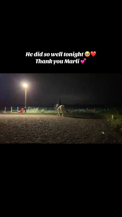 Stunning piebald cob gelding / backed