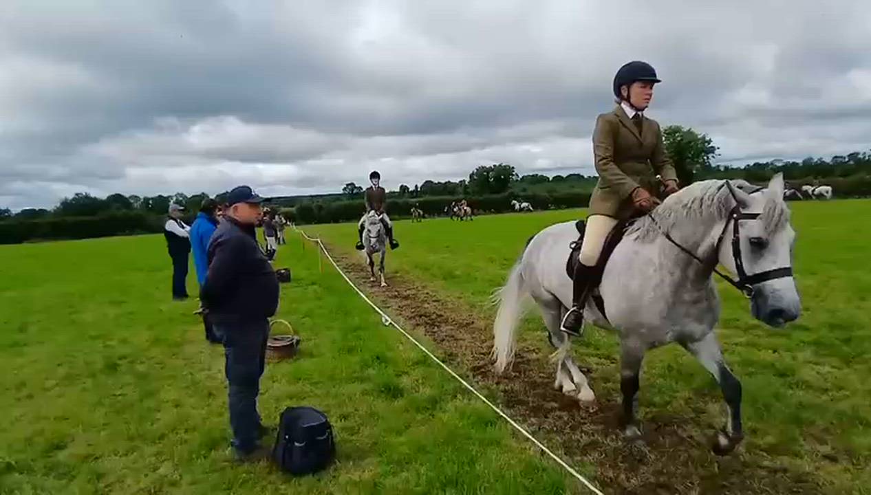 4 year old Connemara class 1 gelding 