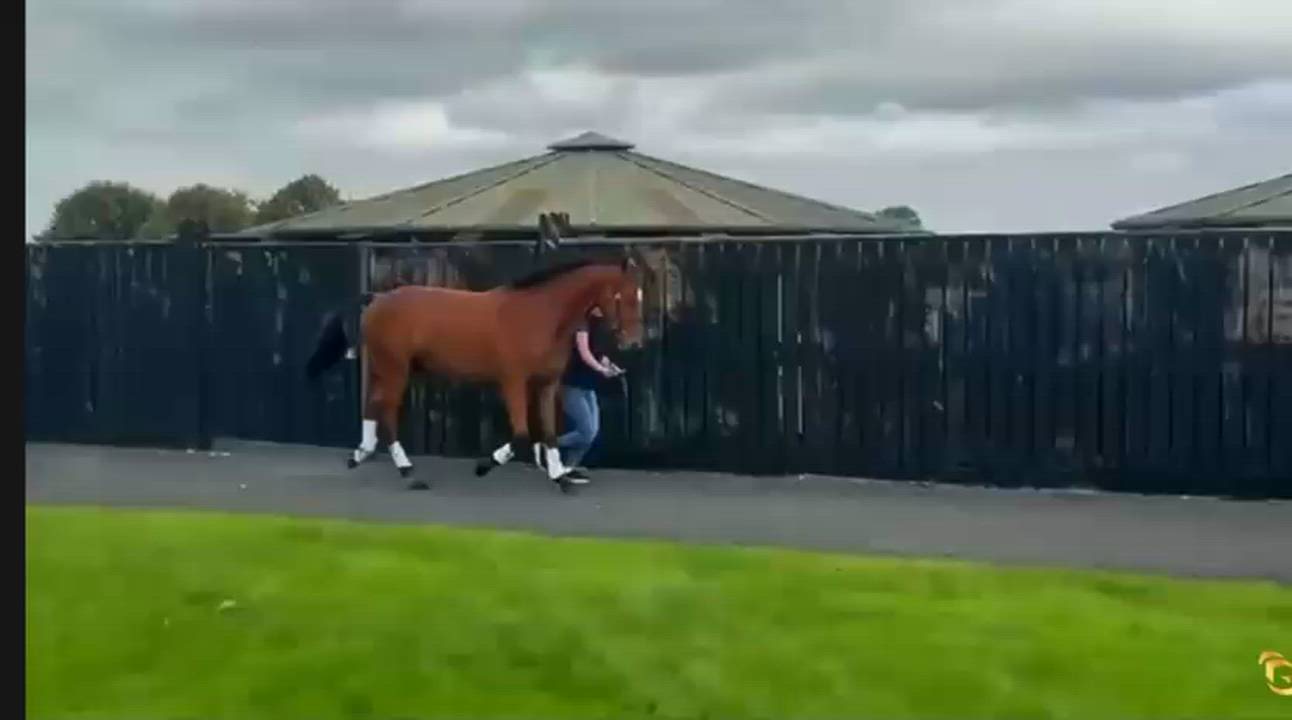 Serious All-Round Competition Type – Eventing or Showjumping