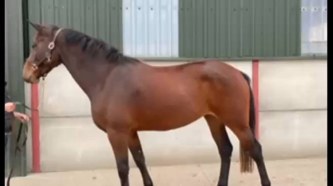 Brave, Careful, and Scopey Young Competition Type