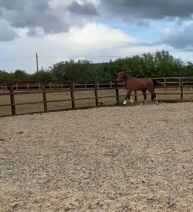 Flashy Bay Gelding – Event/RoR Prospect