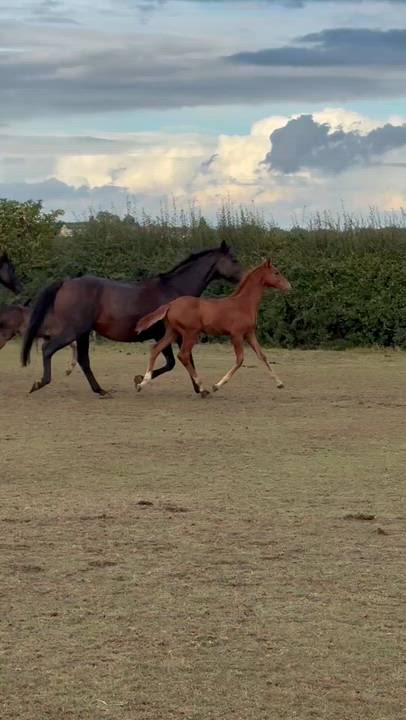 Sensational Blue Hors Viva Vegas x Blue Hors Zack Colt